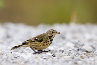 Amerikan ya da Buff-Belli Pipit, Anthus Rubescens, av eşyasıyla