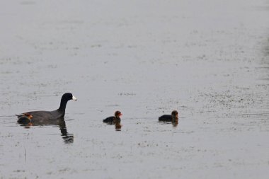 Genç Amerikalı Fulica Americana.