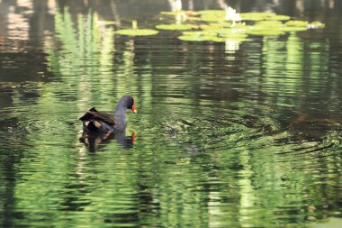 Bir Dusky Moorhen, Gallinula tenebrosa, gölet üzerinde