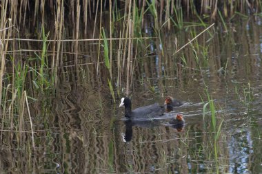 Avrasya ördeği, Fulica atra ve iki piliç.