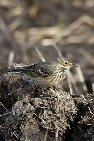 Vertical American Buff Bellied Pipit Anthus Rubescens Descansando Campo Lamacento — Fotografia de Stock