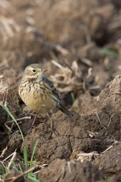 Vertical American Buff Bellied Pipit Anthus Rubescens Relaxing Muddy Field — Stock Photo, Image