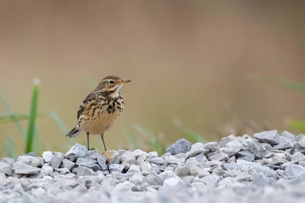 American Buff Bellied Pipit Anthus Rubescens Relaxing Stoney Ground — Stock Photo, Image