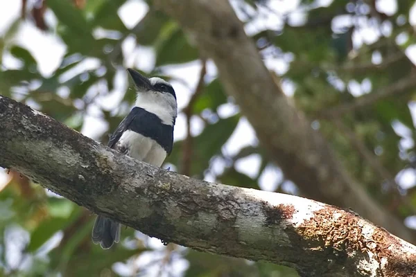 White Necked Puffbird Notharchus Hyperrhynchus Perched Tree — Stockfoto
