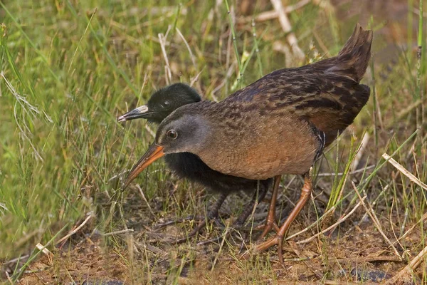 Een Volwassene Chick Virginia Spoor Rallus Limicola — Stockfoto