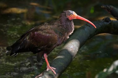 Kel bir Ibis, Geronticus eremita, tünemiş.