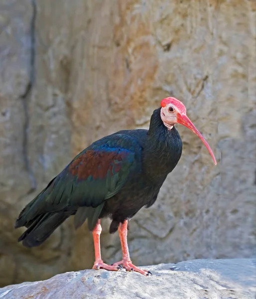 Waldrapp Northern Bald Ibis Geronticus Eremita Empoleirado Sobre Rocha — Fotografia de Stock