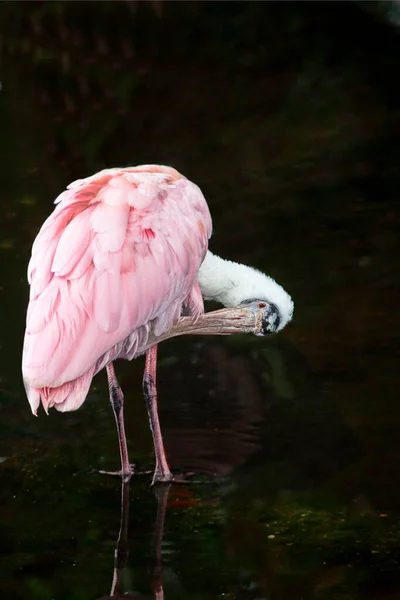 Vertical Roseate Spoonbill Platalea Ajaja Preening — Stock Photo, Image