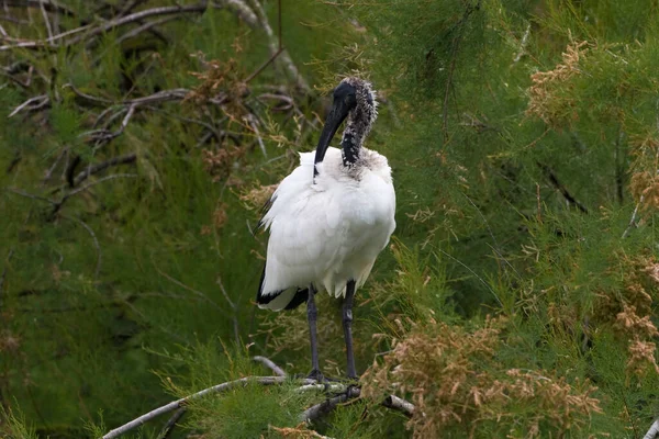 Священный Африканский Священный Ибис Threskiornis Aethiopicus Юный Сидячий — стоковое фото