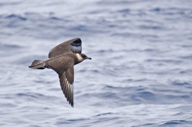 Bir uçuşta Pomarine Jaeger, Stercorarius Pomarinus