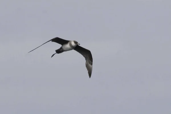 Flying Pomarine Jaeger Stercorarius Pomarinus — 스톡 사진