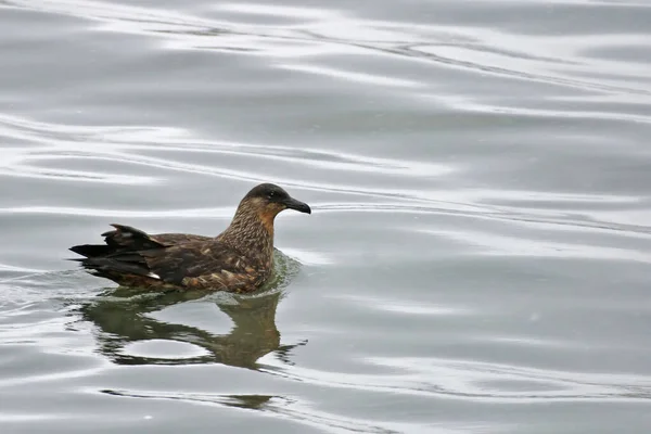 Egy Chilei Skua Stercorarius Chilensis Úszás — Stock Fotó