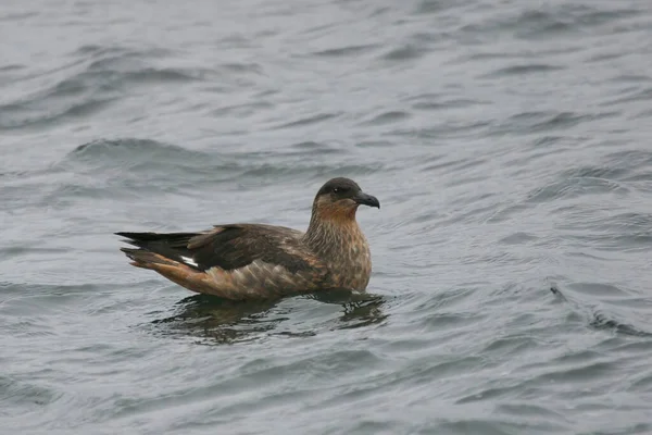 Ένα Χιλιανό Skua Stercorarius Chilensis Στο Νερό — Φωτογραφία Αρχείου