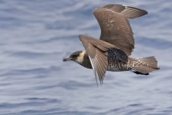 Pomarine Jaeger Stercorarius Pomarinus Flight — Foto Stock