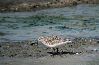 Baird 's Sandpiper, Calidris Bairdii, deniz kenarında.