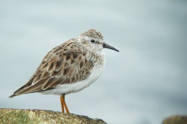A Least Sandpiper, Calidris minutilla, close view