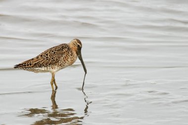 Kısa gagalı bir Dowitcher, Limnodromus Griseus, bataklıklarda besleniyor.