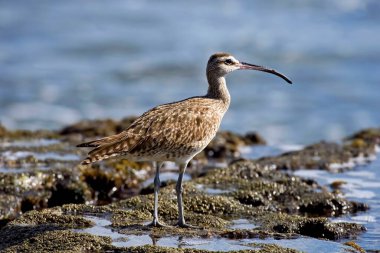 Bir Whimbrel, Numenius phaeopus, yakın profil görünümü