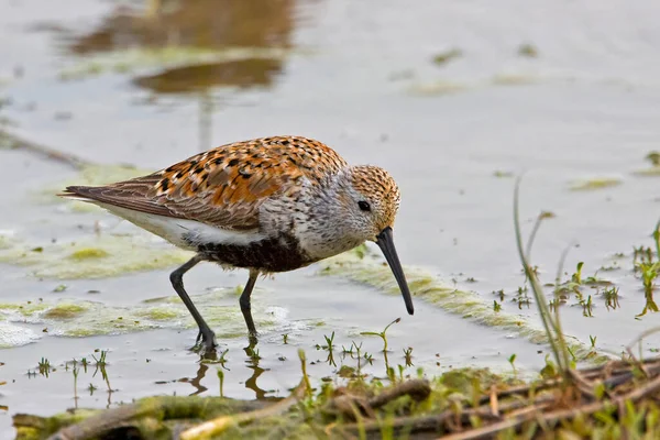 View Dunlin Calidris Alpina Shore — Stock Photo, Image