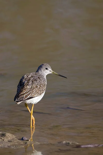 A Vertical of a relaxed Greater Yellowlegs, Tringa melanoleuca