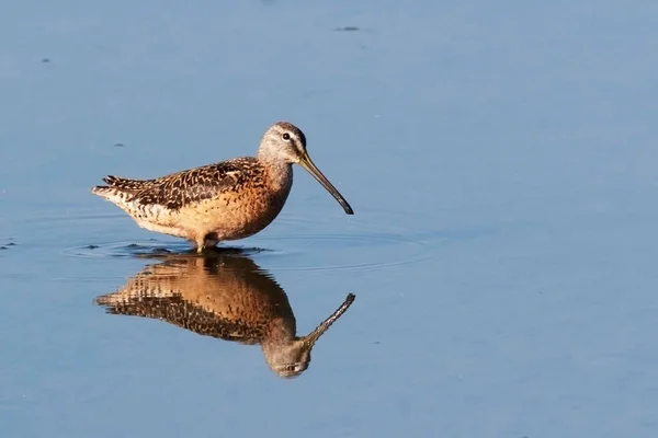 Long Billed Dowitcher Limnodromus Scolopaceus Wading Water — Stock Photo, Image