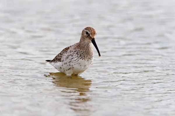 Ein Stelzenläufer Calidris Himantopus Aus Nächster Nähe — Stockfoto