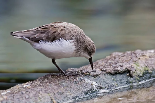 Western Sandpiper Calidris Mauri Perched Rock — Stock Photo, Image