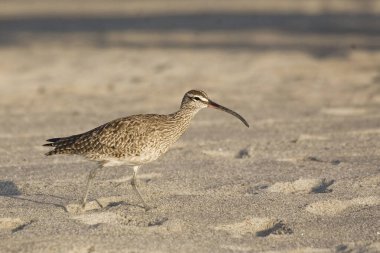 Bir Whimbrel, Numenius phaeopus, sahilde yürüyor.