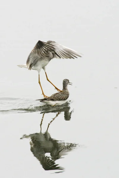 Vertical Lesser Yellowlegs Tringa Flavipes Aggressive Behavior — 图库照片