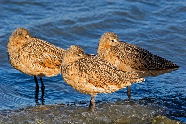 Group Marbled Godwit Limosa Fedoa Shore — Stock Photo, Image