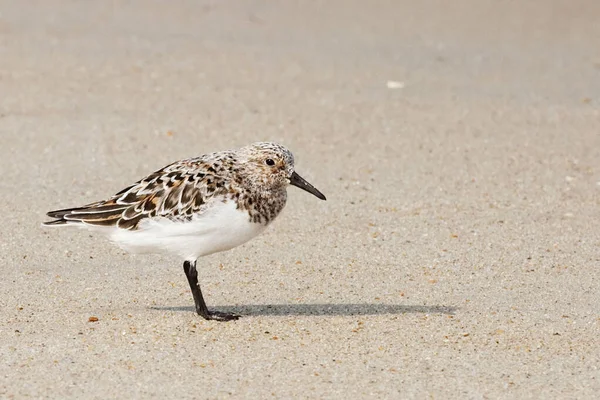 Sanderling Calidris Alba Resting Sand — Stock Photo, Image