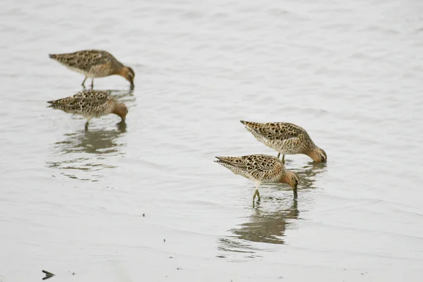 Group Short Billed Dowitchers Limnodromus Griseus Feeding — 图库照片