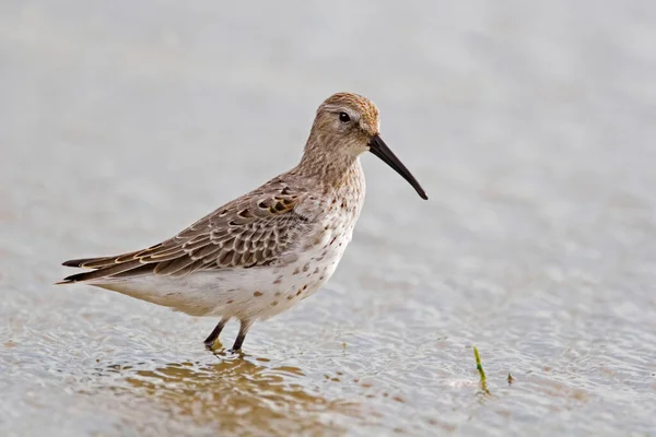 Stilt Sandpiper Calidris Himantopus Wading Marsh — Stock Photo, Image