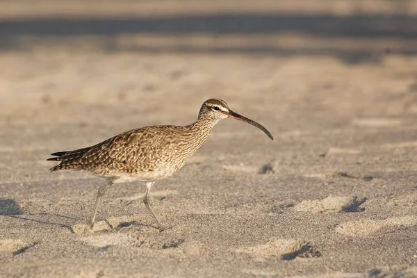 Bir Whimbrel, Numenius phaeopus, sahilde yürüyor.