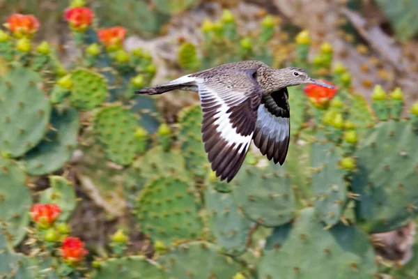 Willet Tringa Semipalmata Latający Kwiatami Tle — Zdjęcie stockowe