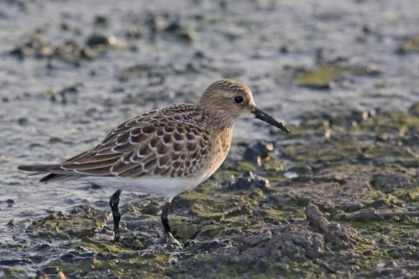 Baird Sandpiper Calidris Bairdii Close — 图库照片