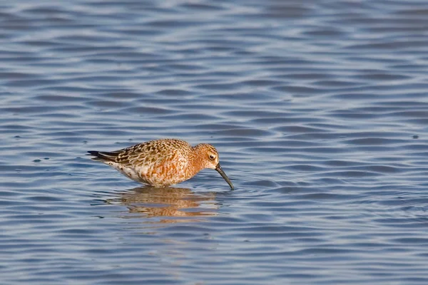 Curlew Sandpiper Calidris Ferruginea Água — Fotografia de Stock