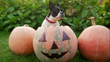 Arka bahçede cadılar bayramı için balkabaklarının arasında oturan komik bir köpeğin portresi. Neşeli ev hayvanı Fransız bulldog