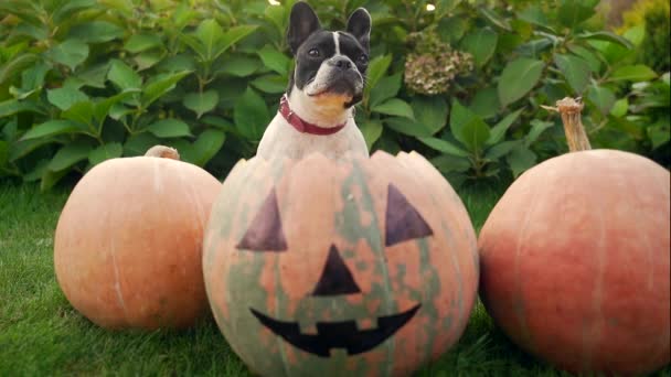 Portrait Little Funny Dog Sitting Pumpkins Halloween Outdoors Backyard Cheerful — Stock Video