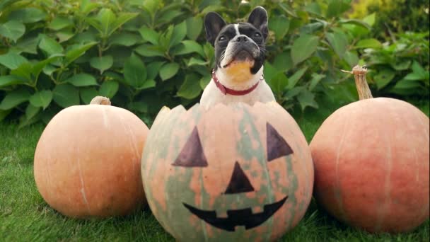 Portrait Little Funny Dog Sitting Pumpkins Halloween Outdoors Backyard Cheerful — Stock Video