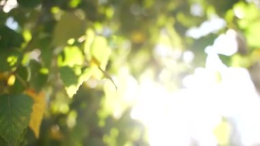 Kapatın. Güneş ağacın yapraklarının arasından parlıyor. Yazın yeşil yapraklı makro güneş ışınları parlak arkaplanlı soyut bir bokeh üzerinde. Arka planda gökyüzü. Güneş Lens Fişeği. Doğa 