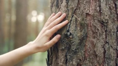 Dişi el ormanda bir ağaca dokunur. İnsanlar ve doğa. Ormanı okşayan genç bir kız ya da kadının parmaklarını kapat. Çevreyi koruma kavramı. Ahenk Sakinleşmesi. Dünya Yeşil Gezegeni kurtar