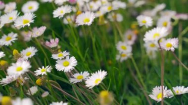 Çiçek açan çayır papatyaları, beyaz Bellis çiçekleriyle yakın çim çimlerini kapatır. Yazın ya da ilkbaharda açık arazide çiçek açan çimlerin güzel yeşil arka planı. Açan kır çiçekleri