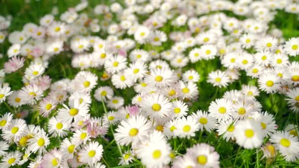 Floração Camomila Prado Fechar Grama Gramado Com Flores Brancas Bellis — Vídeo de Stock