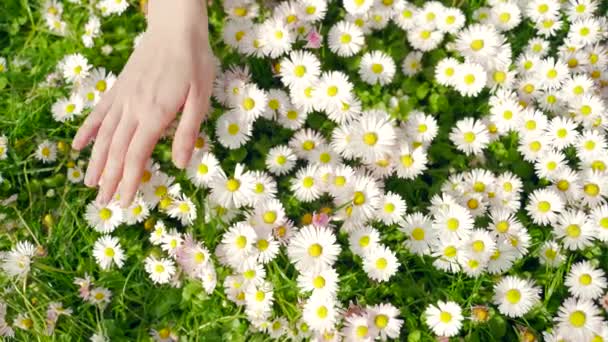 Woman Hand Touching Wild Flowers Close Meadow Field Female Girl — Stock Video