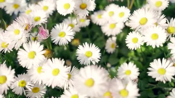 Prairie Fleurs Camomille Fermer Pelouse Herbe Avec Des Fleurs Blanches — Video