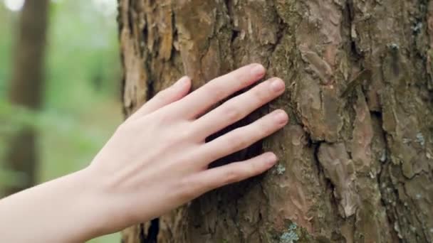 Female Hand Touches Tree Forest People Nature Close Fingers Young — Stock Video