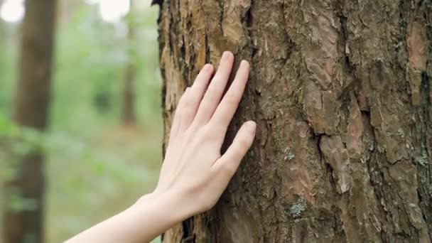 Female Hand Touches Tree Forest People Nature Close Fingers Young — Stock Video