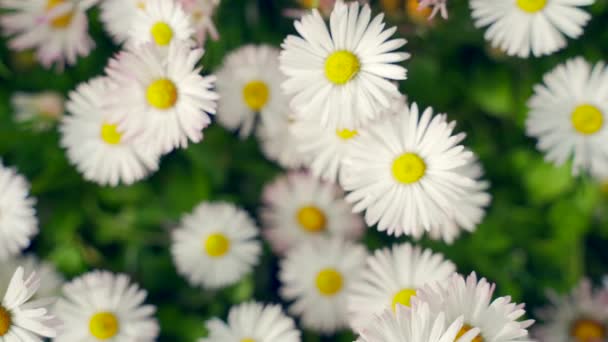 Bloeiende Weide Kamille Close Gras Gazon Met Witte Bellis Bloemen — Stockvideo