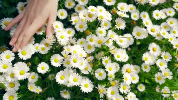 Kobieta Dotyka Dzikich Kwiatów Zamknąć Pole Łąkowe Kobieta Dziewczyna Ręce — Wideo stockowe